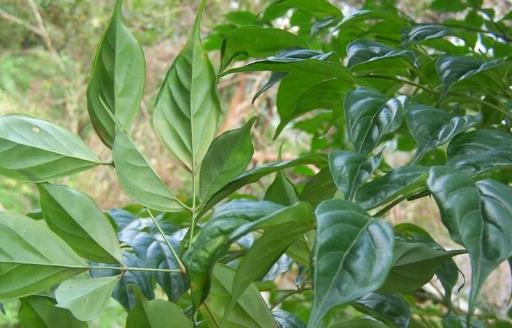 家庭養花：幸福樹的冬季養護