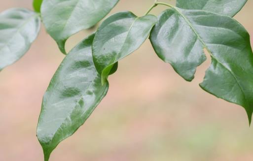 家庭養花：幸福樹的冬季養護