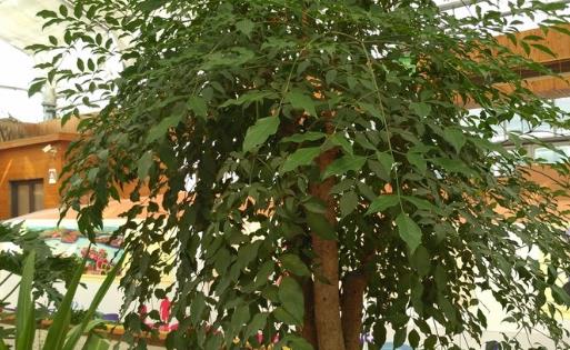 家庭養花：幸福樹的冬季養護