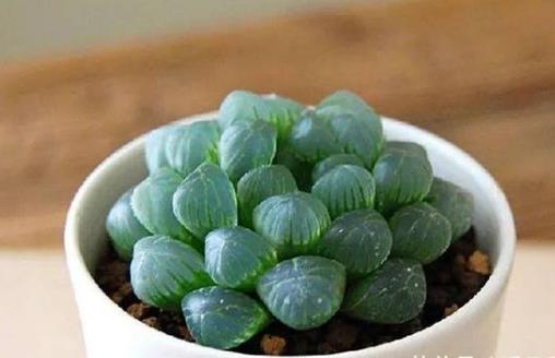 養花澆水過程中需要掌握的小竅門 扣水和回水的區別