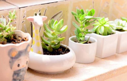 大蒜不只用來調料 大蒜養花促進發芽殺死蚜蟲