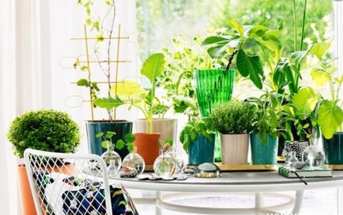 養花的誤區 別再摧殘你家的植物啦