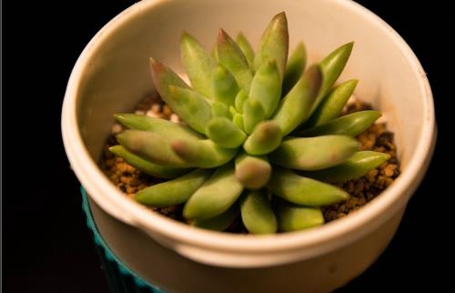 養花的誤區 別再摧殘你家的植物啦