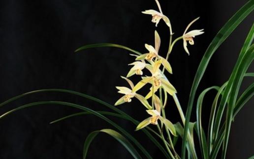 養花的誤區 別再摧殘你家的植物啦