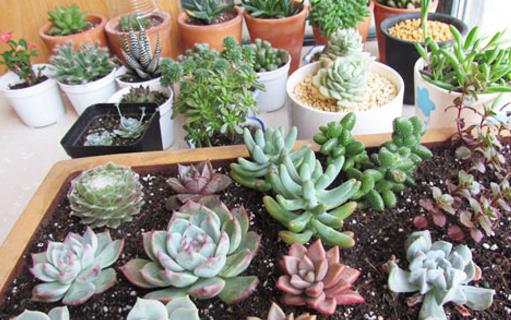 養花的誤區 別再摧殘你家的植物啦