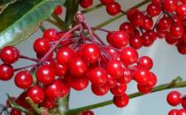 ?家庭養花 富貴籽養植技術分享