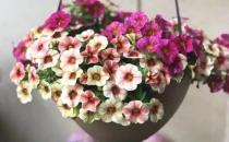 ?城市家庭露臺陽臺養花 養護要點和注意事項