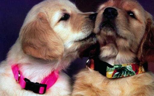 給小狗打疫苗應(yīng)選對時(shí)間窗 打疫苗是不能省略的