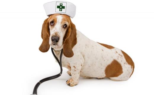 狗發生特殊情況受傷 狗的急救與護理常識