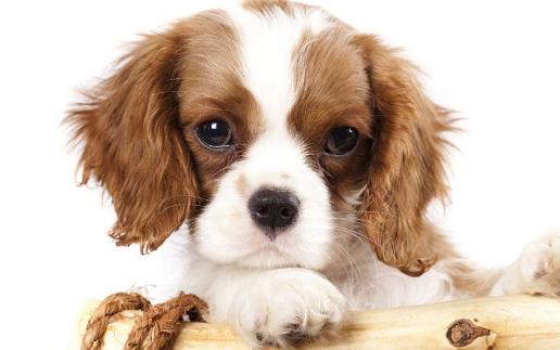 狗發生特殊情況受傷 狗的急救與護理常識