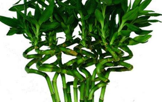 學花市選花技巧 助家庭養(yǎng)花