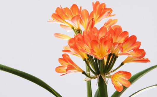 學花市選花技巧 助家庭養(yǎng)花