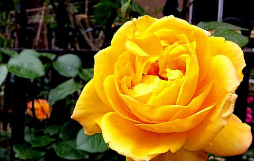 學花市選花技巧 助家庭養(yǎng)花