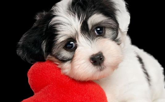 家庭常備寵物藥箱 給狗狗喂藥的小技巧