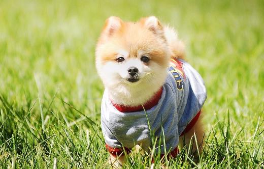 家庭常備寵物藥箱 給狗狗喂藥的小技巧