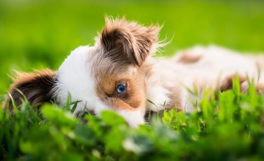 狗狗隨地大小便 訓練狗狗定點排便之秘籍