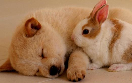 狗狗隨地大小便 訓練狗狗定點排便之秘籍