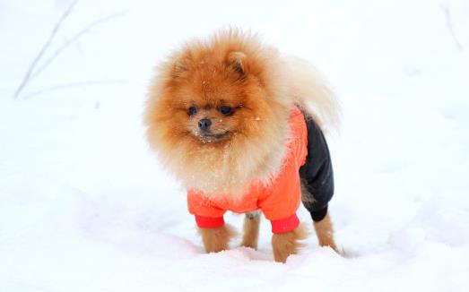 狗狗隨地大小便 訓練狗狗定點排便之秘籍