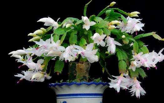 在家想養花就選這3種 開花長達100天