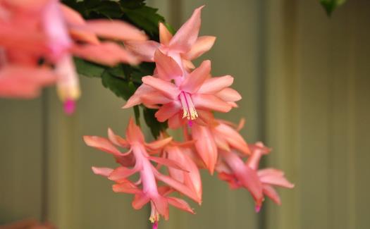 在家想養花就選這3種 開花長達100天