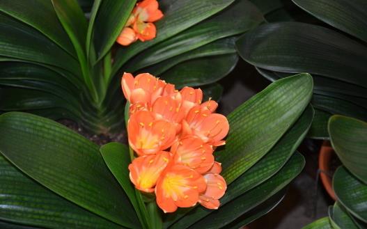 在家想養花就選這3種 開花長達100天