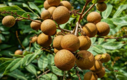 龍眼的營養價值 龍眼的食用與禁忌