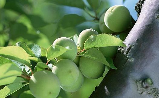 烏梅的藥用價值 烏梅的食用禁忌