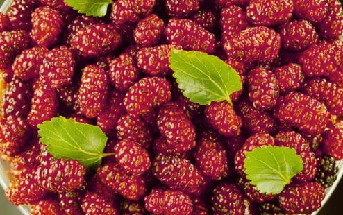 桑葚為什么那么黑 桑葚有花青素嗎