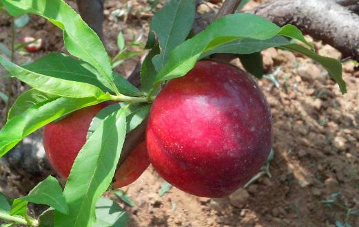 李子的營養價值 食用李子注意事項