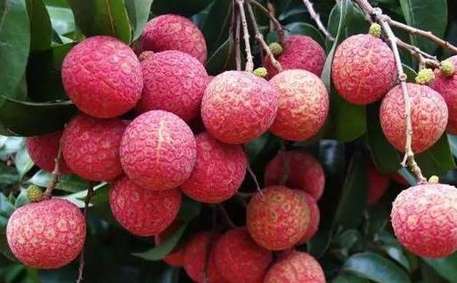 荔枝的營養價值與保健功能 挑選優質荔枝的方法