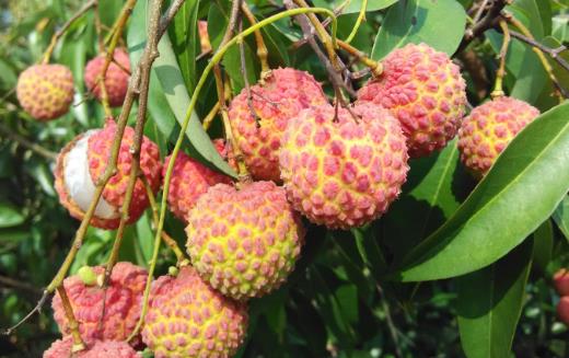 荔枝的營養價值與保健功能 挑選優質荔枝的方法