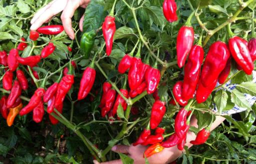 食物很傷腎,你也吃過(guò)