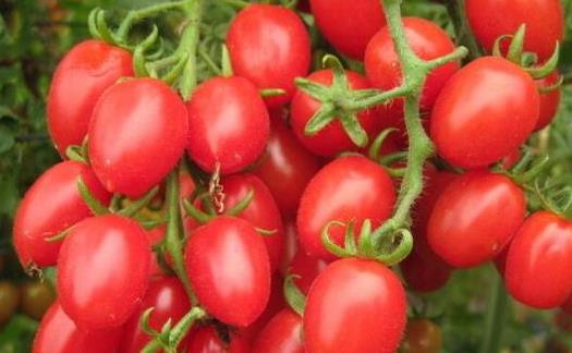 孕期根據不同階段來選擇合適的水果 孕婦吃水果禁忌