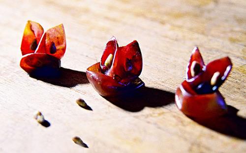 不同果蔬皮的營養(yǎng)保健作用 有毒的果蔬皮千萬別亂吃