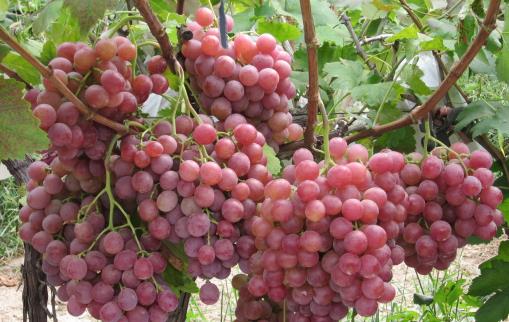 水果中的溶栓之王,顏色越深越好!不知道這三點就白吃了