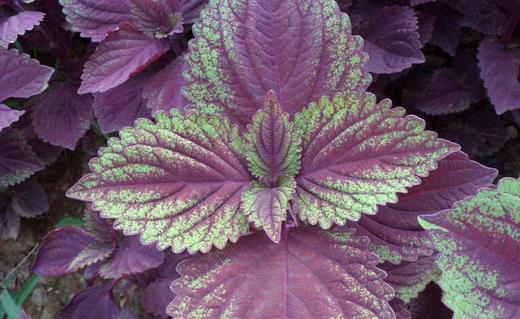 春天養生宜注重升陽疏肝和醒脾 香字輩食物來滿足