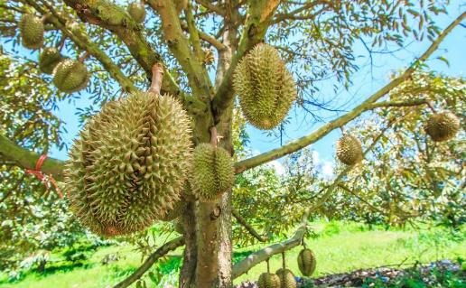 榴蓮的營養價值 吃榴蓮的禁忌及適用人群