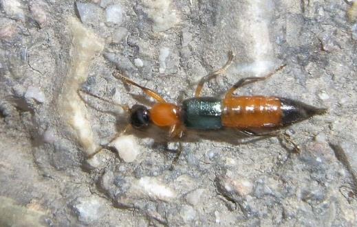 春天外出踏青要注意什么?這3件事一定要做好