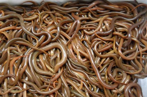 吃泥鰍到底用不用去內臟?有哪些功