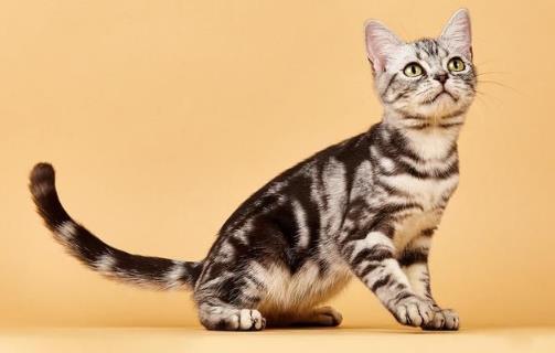 貓咪養護五注意 10種適合當家貓的貓咪大全