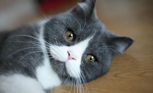 貓咪養護五注意 10種適合當家貓的貓咪大全