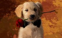 狗的不同姿態所表達的情緒 看懂狗尾表達的情緒