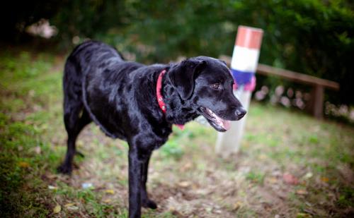 不要有這4個習慣，傷害狗狗身體的同時，還可能縮短它們生