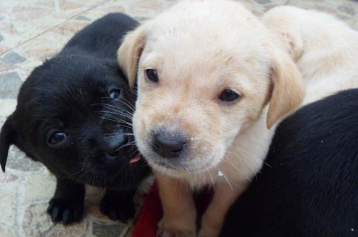 不要有這4個習慣，傷害狗狗身體的同時，還可能縮短它們生