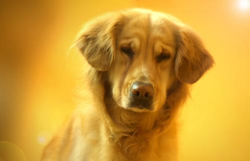 狗狗行為看上去奇怪,其實是在表達對我們的愛