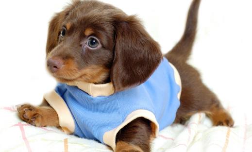 狗狗行為看上去奇怪,其實是在表達對我們的愛