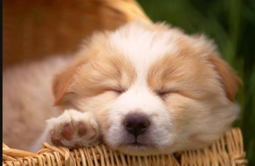 狗狗行為看上去奇怪,其實是在表達對我們的愛