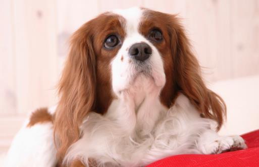 種必不可少的水果,對于貓咪來說,水果攝入同樣特別重要