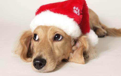 種必不可少的水果,對于貓咪來說,水果攝入同樣特別重要