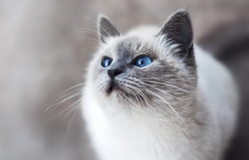 經(jīng)常讓貓咪誤會的幾個動作，寵主經(jīng)常做，卻不知這樣很傷